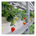 Greenhouse de la ferme de conteneurs aux fraises avec agriculture verticale